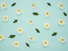 Tapety kwiaty – jak wybrać wzór, który odmieni Twoje wnętrze?